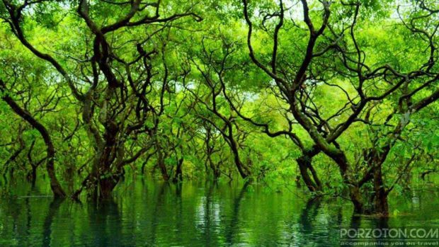 The leafy canopy and green darkness in Ratargul Swamp Forest.