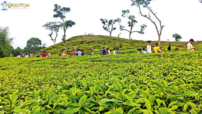 Malnicherra Tea Estate, Sylhet