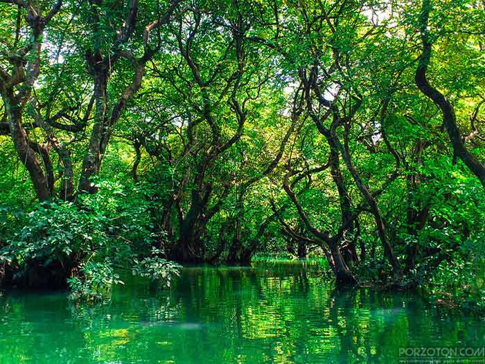 The trees hang a canopy of green leaves in the Ratargul Swamp Forest.