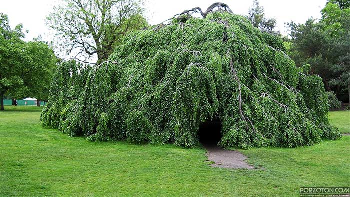 A weeping tree in Hyde Park, London
