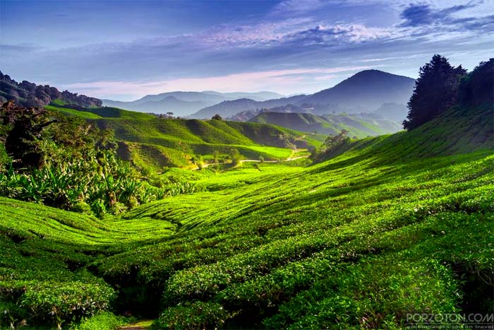 Cameron Highlands, Top 10 Places to Visit in Malaysia.