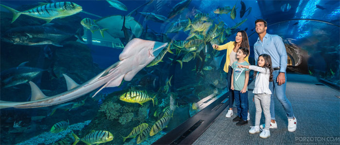 Best Tourist Attractions in Dubai, Dubai Aquarium and Underwater Zoo