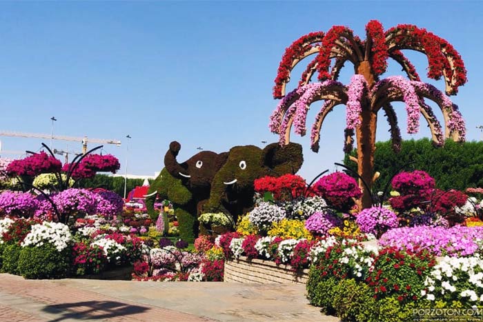 Dubai Miracle Garden, the world's largest natural flower garden.