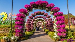 The colorful and fragrant invitation of Dubai Miracle Garden.