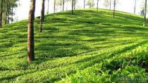 Malnicherra Tea Estate Garden, one of the best places to visit in Sylhet.