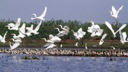 Migratory birds in Hakaluki Haor.