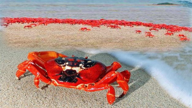 Red Crab Island, Kuakata Beach